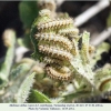 melitaea abbas turanchay larva3b